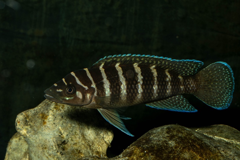 Neolamprologus cylindricus 'Kasanga'